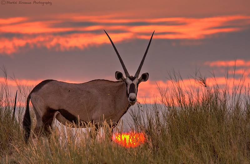 Орикс — oryx gazella