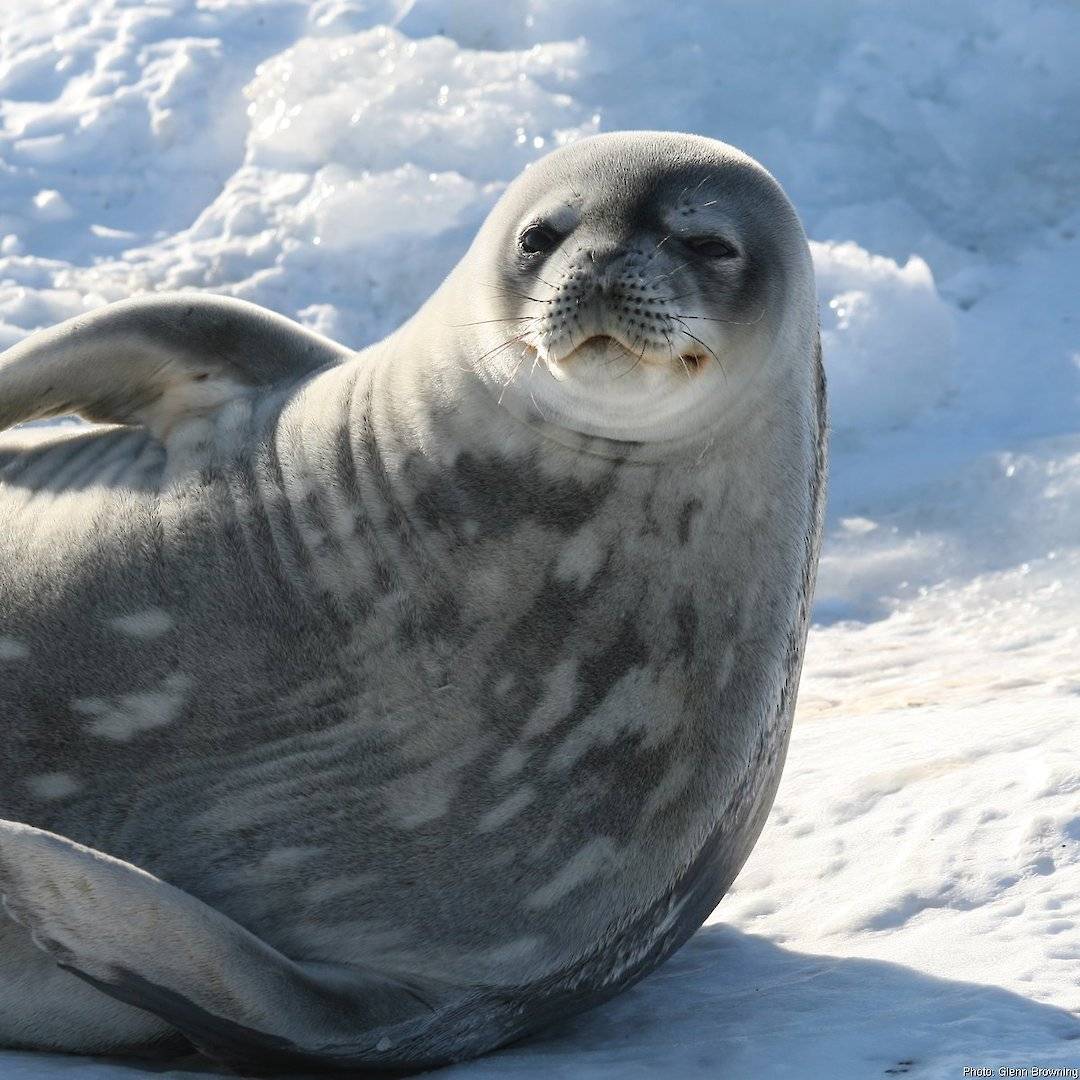 Сообщение о тюлене - как выглядит и где живет, виды, питание