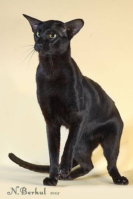 Бразильские короткошёрстные кошки: фото и описание (характер, уход и кормление)