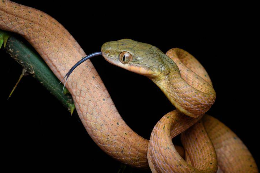 Зеленая бойга - змея с тонким туловищем