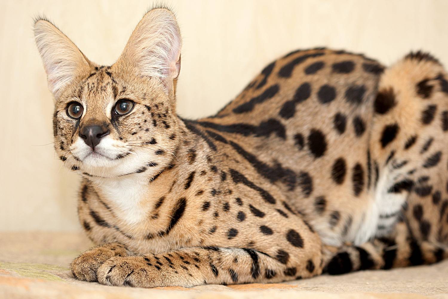 Порода кошек саванна – дорогие домашние сервалы