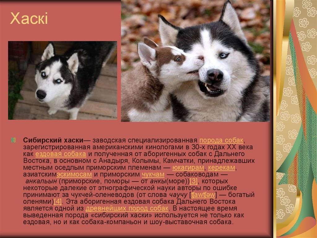 Сибирский хаски — описание породы собаки от а до я