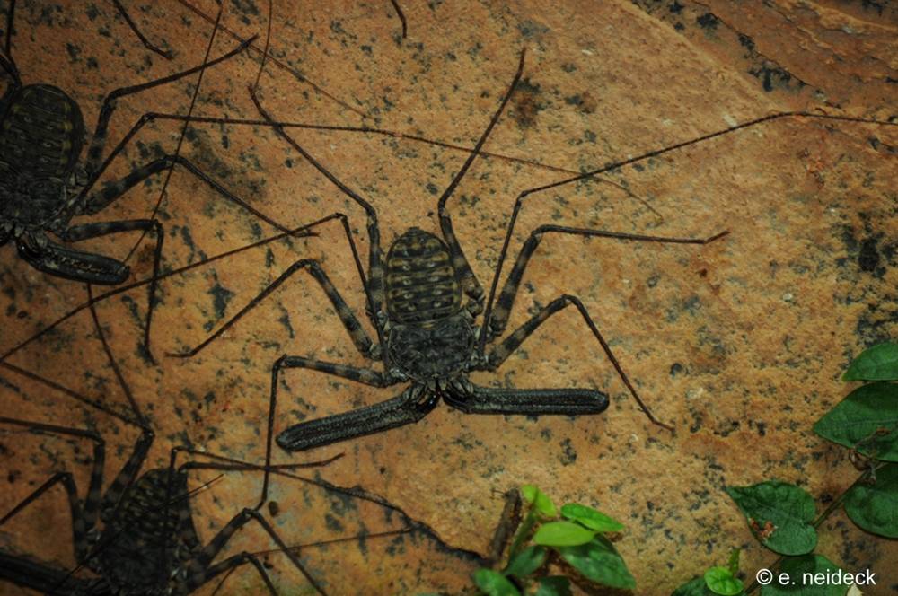 Фрин (жгутоногий паук): особенности строения, образ жизни, среда обитания, содержание