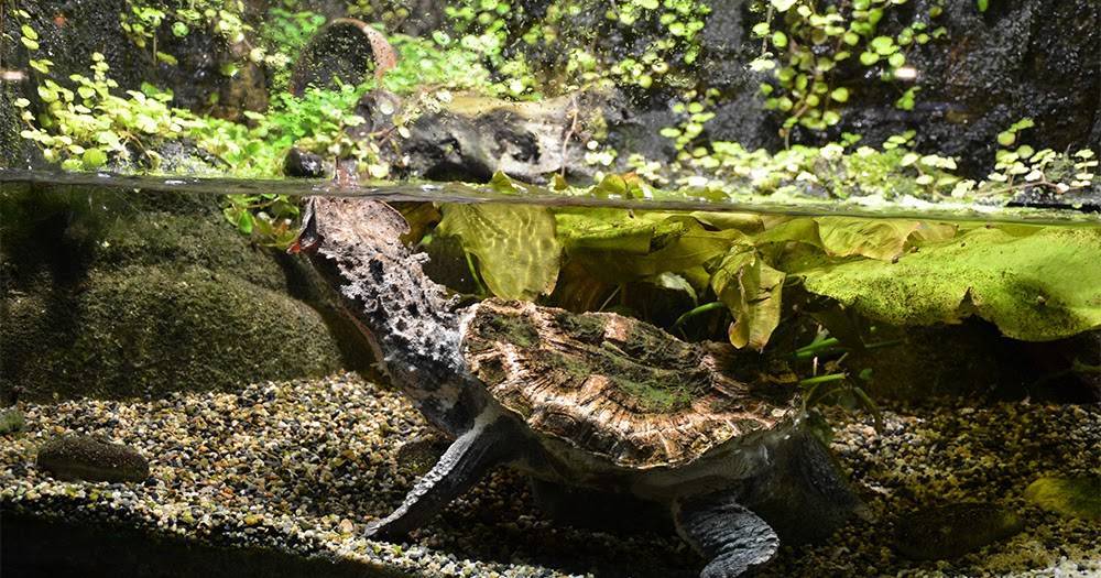 Каймановая черепаха: фото,уход,описание,содержание,питание | аквариумные рыбки