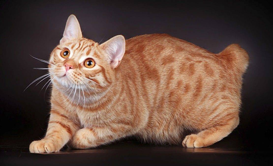 Самые популярные породы кошек без хвоста