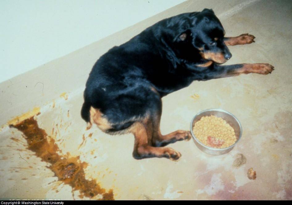 Как отучить собаку есть свои экскременты дома. почему собака ест свой кал и что делать. опасность поедания какашек для питомца