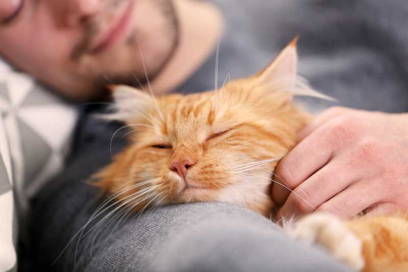 5 причин почему кошка спит рядом с хозяином