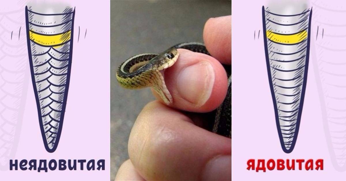 Как определить ядовитую змею:ликбез от дилетанта estimata