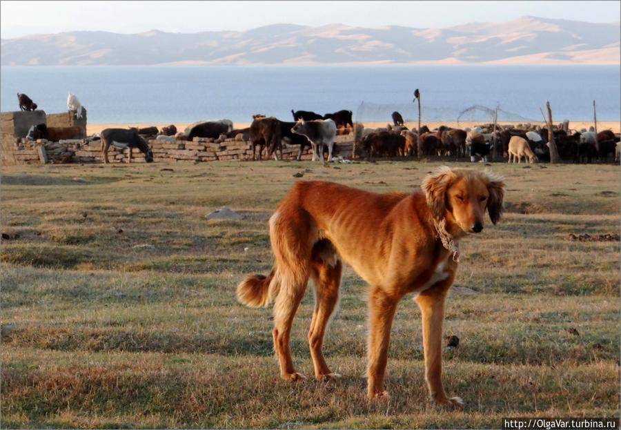 Охотничья собака для горных условий: тайган
