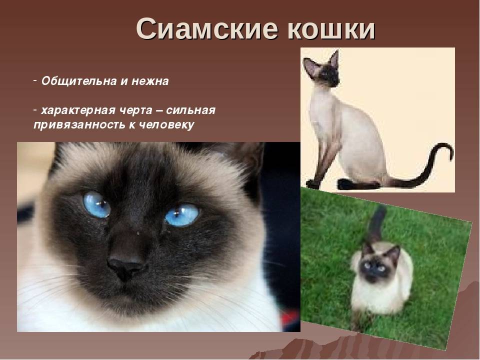 Сиамская кошка: фото, описание породы и характера