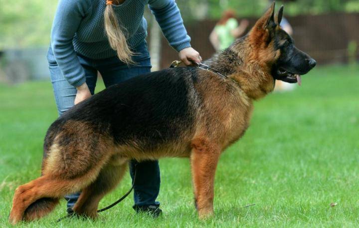 Особенности первой течки у собак немецких овчарок и ее длительность