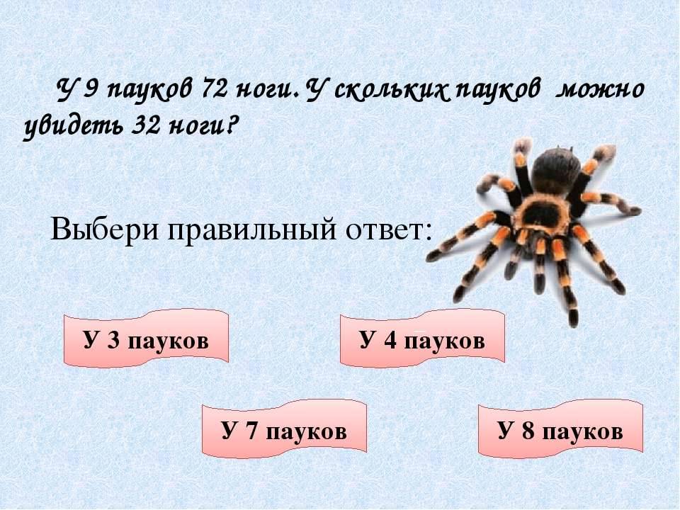 Роль пауков в природе: чем полезны для людей, какую роль играют?