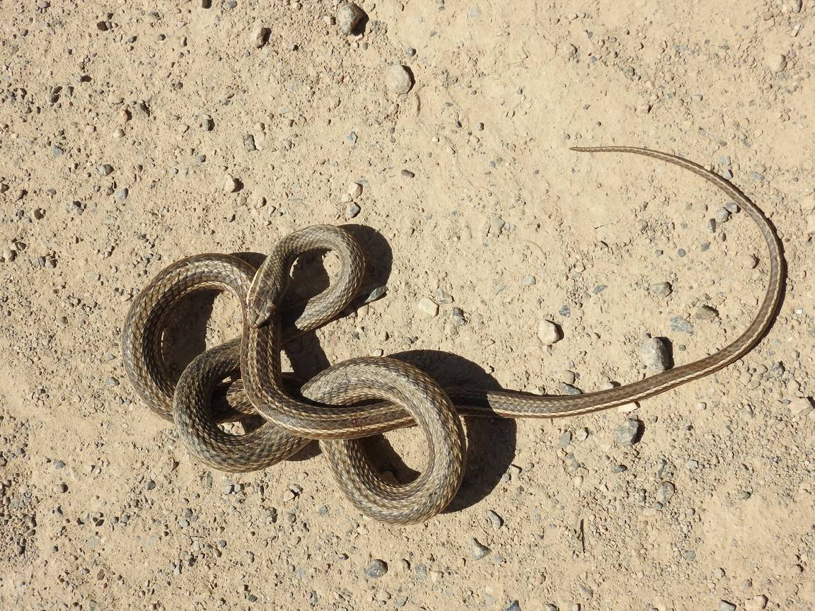 Стрела-змея psammophis lineolatus