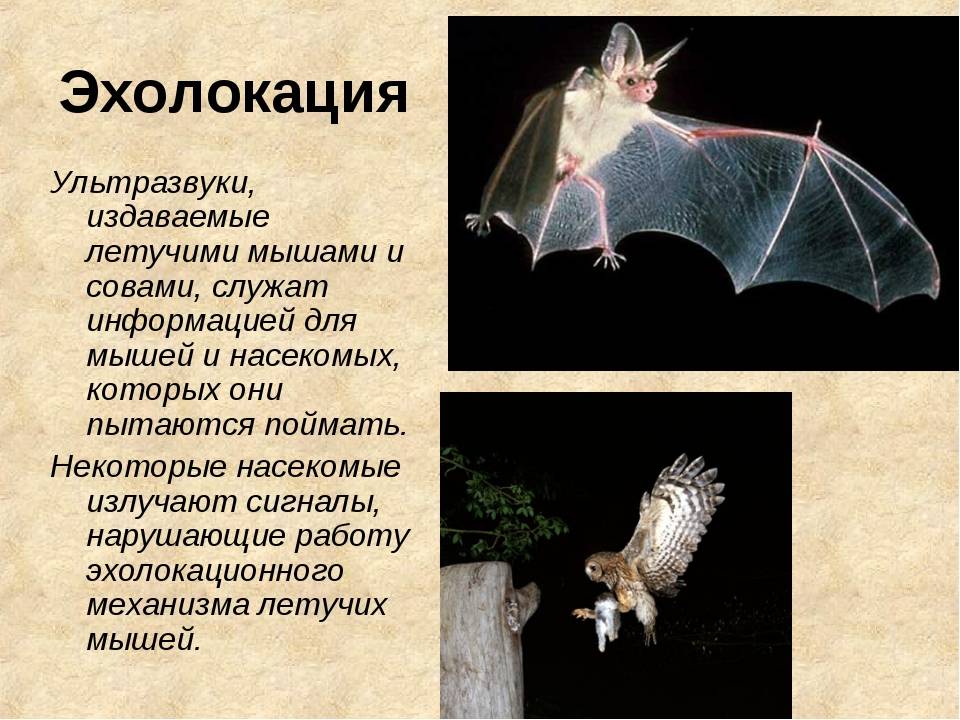 Летучие мыши: описание, полет, эхолокация, фото, виды летучих зверьков