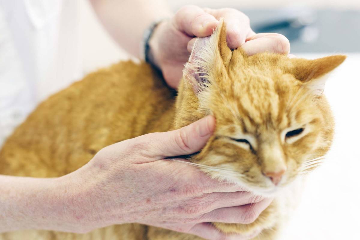 Болезни ушей у кошек — обзор самых опасных и сложных заболеваний. методы лечения и виды болезней ушей (135 фото и видео)