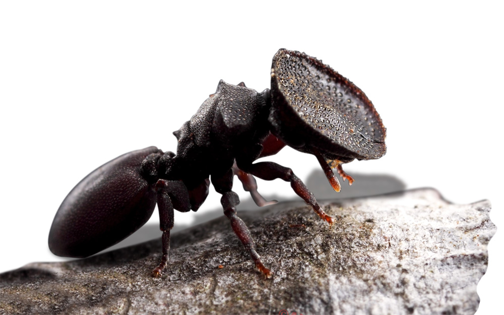 Древоточец пахучий: чем опасна эта большая гусеница