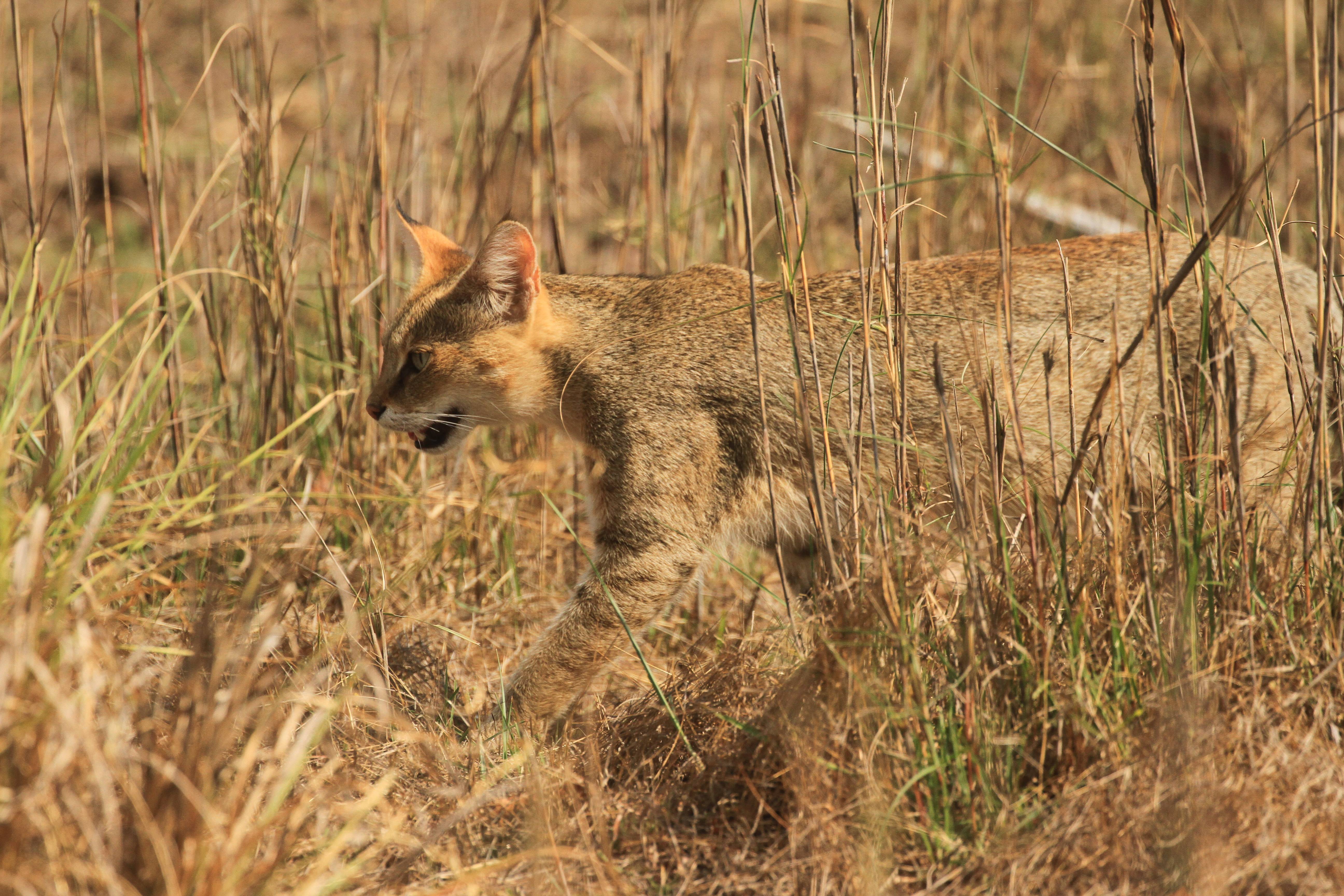 Любопытные факты о камышовом коте — domovod.guru