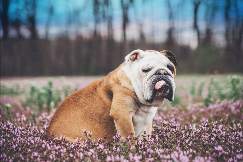 Английский бульдог: описание породы, характер, уход, как выбрать щенка