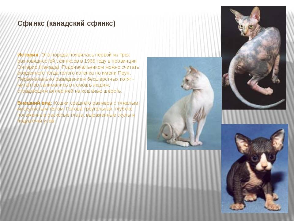 Двэльф: описание породы, фото, стандарты, характер, отзывы владельцев, питание кошки и уход