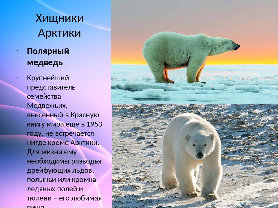 Определите животных арктических пустынь. Большой Арктический заповедник белый медведь. Белый медведь описание. Животные арктической зоны. Описание белогоимедаедя.