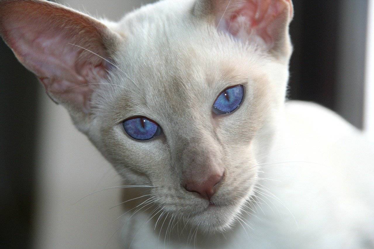 Феномен кошек с разными глазами