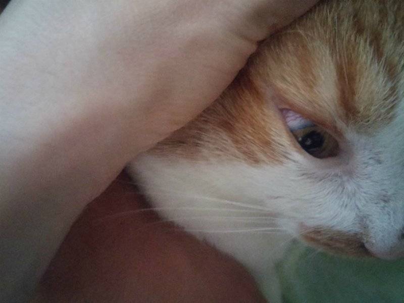 У котенка слезятся глаза: основные причины, лечение и профилактика | блог ветклиники "беланта"