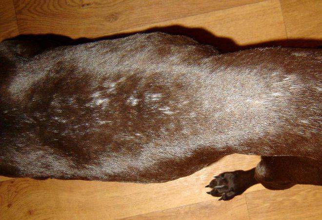 Шишка на спине у собаки под кожей