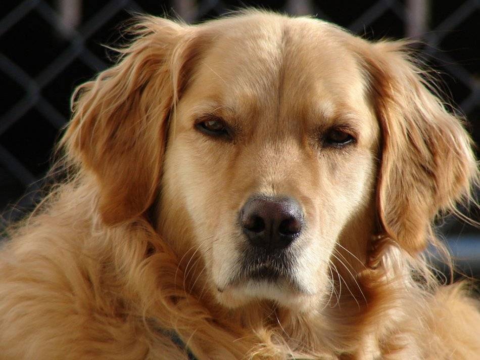 Ретривер золотистый (голден): фото и описание породы собак, отзывы владельцев и сколько стоят щенки