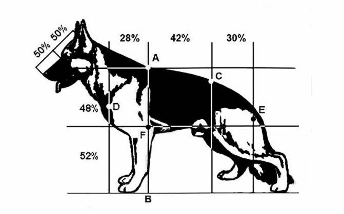 Как измерить рост собаки в холке – навык, который необходим любому владельцу | ваши питомцы