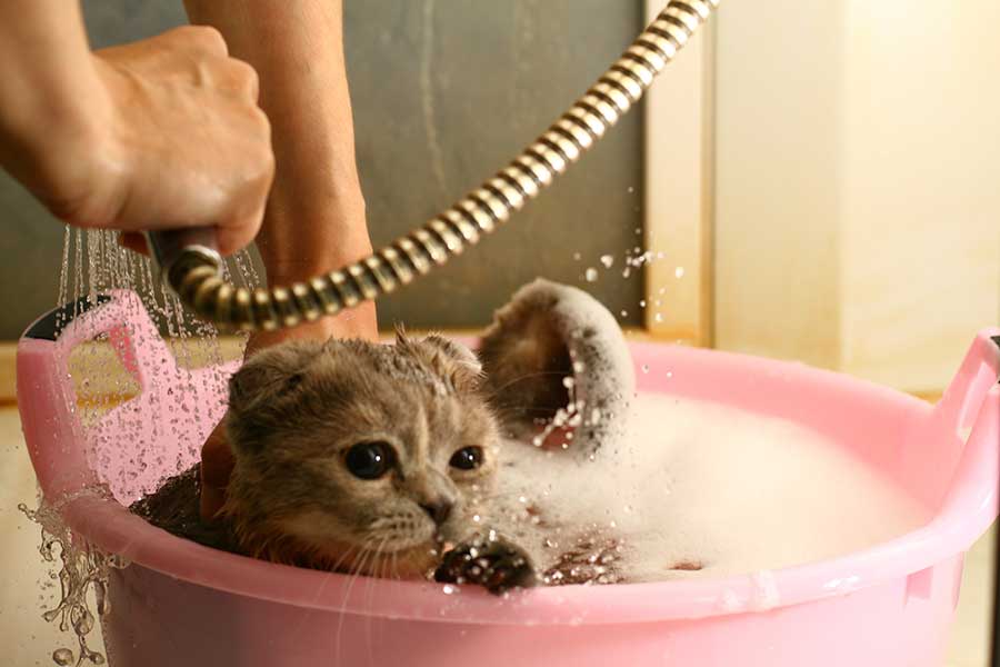 Как купать котенка: основные правила, с какого возраста и как часто можно мыть питомца