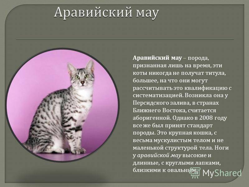 Порода кошек серенгети: описание, размер, характер