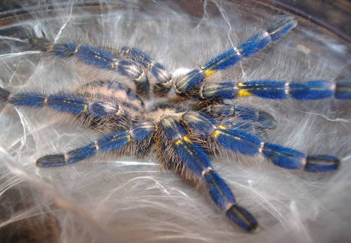 Металлический древесный птицеед: описание паука пецилотерия металлика