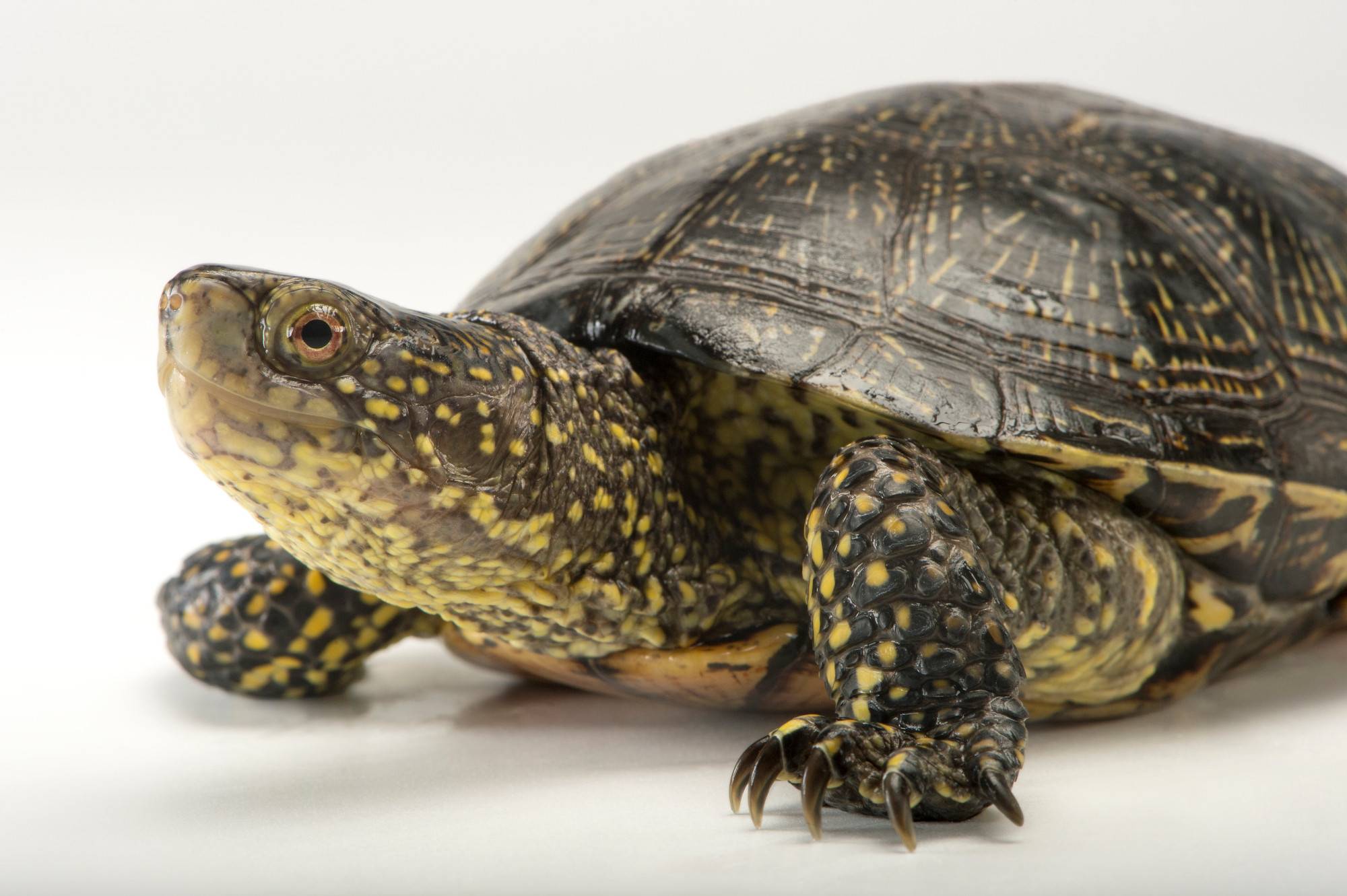 Turtle отзывы. Европейская Болотная черепаха (Emys orbicularis). Колхидская Болотная черепаха. Красноухая Болотная черепаха. Болотная черепаха Emys orbicularis (Linnaeus, 1758).