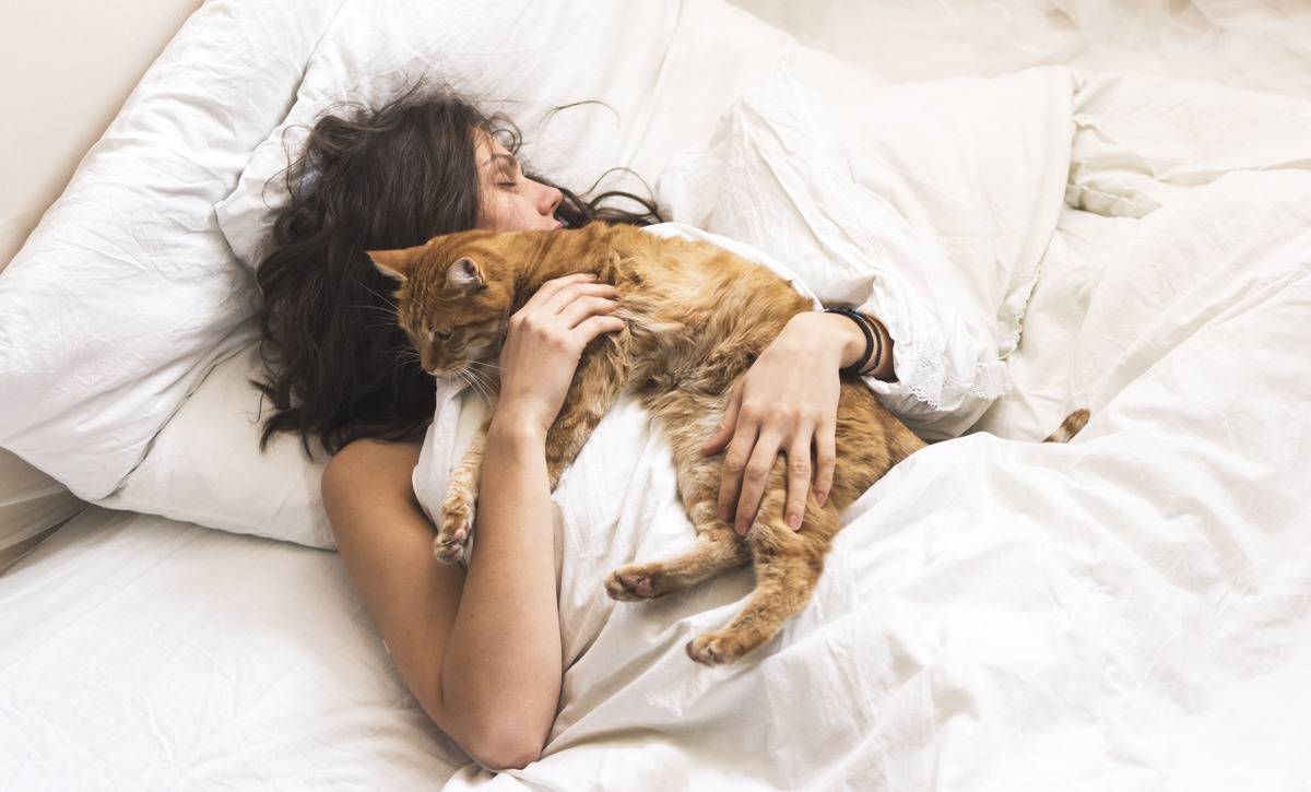 Кошка не ложится на больное место. почему кошка на больное место человека ложится | здоровье человека
