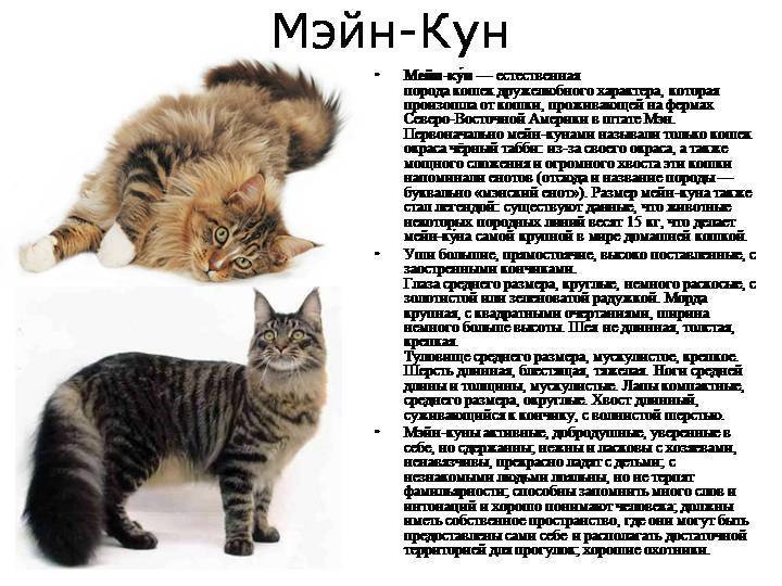 Подробно о сибирских кошках: общие характеристики породы, особенности характера