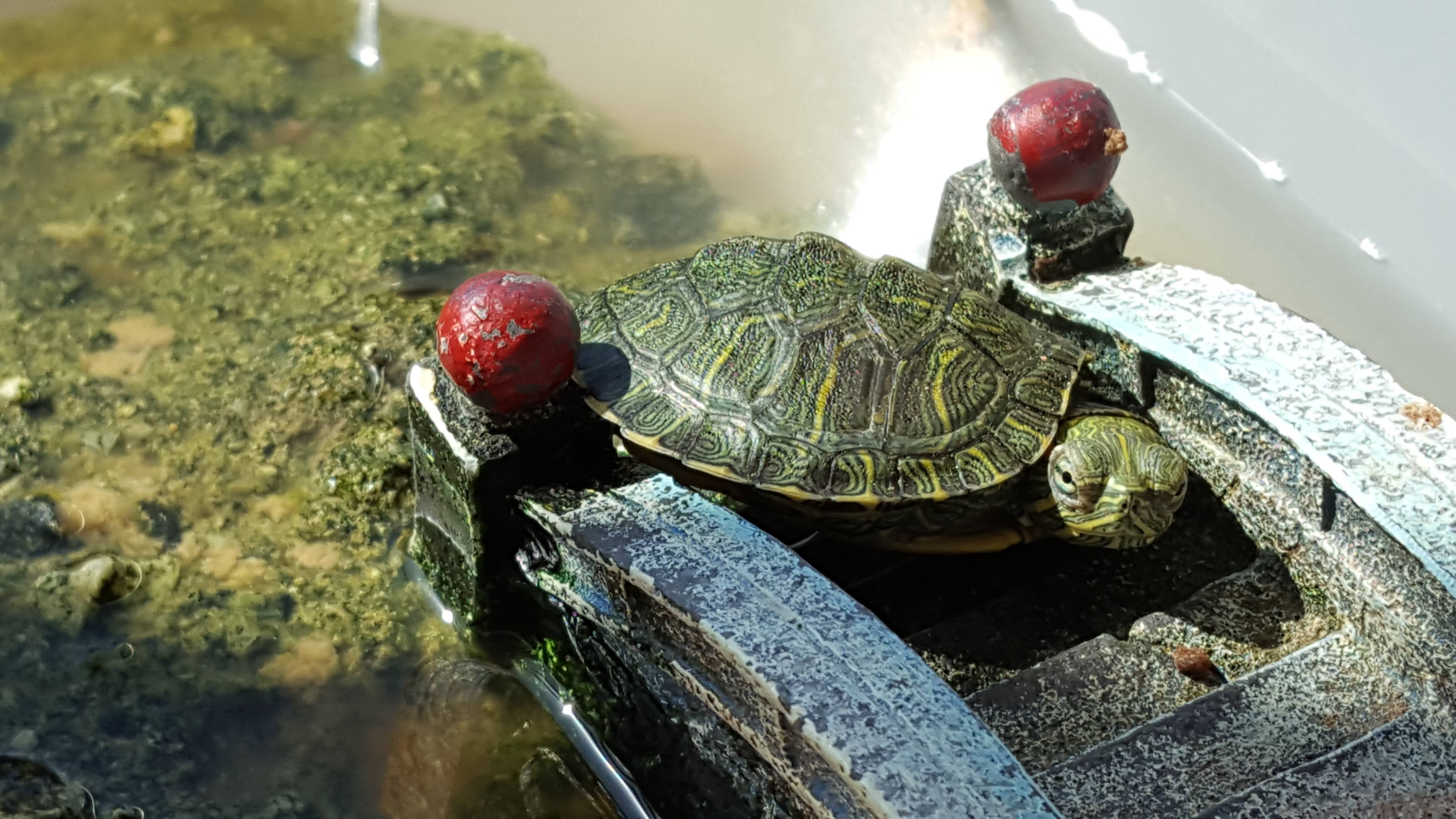 Перевозка черепахи — в помощь путешествующим владельцам