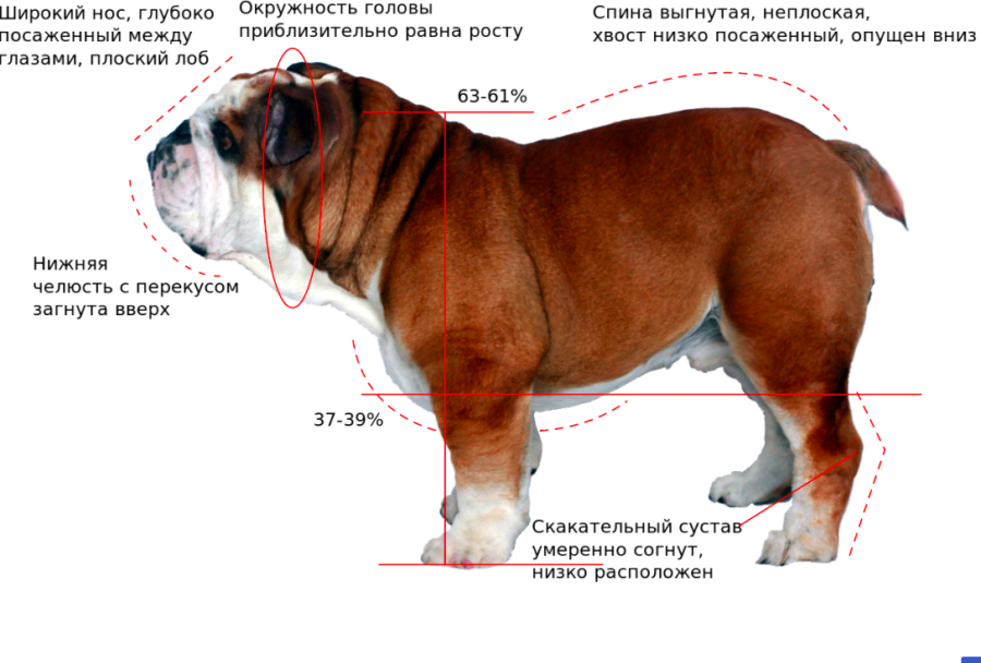 Характеристика американских бульдогов: особенности внешности и характера собак