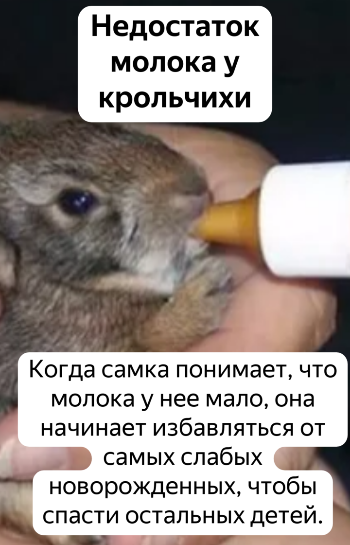 ᐉ почему крольчиха разбрасывает крольчат сразу после окрола? - zooon.ru