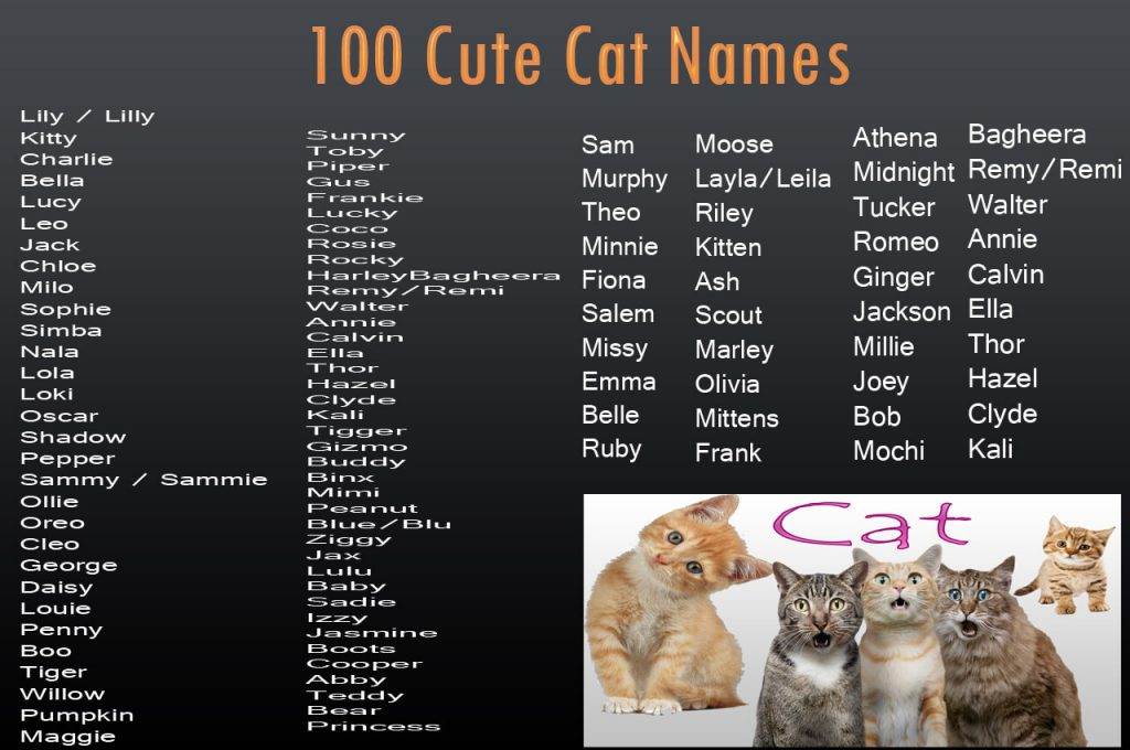 Как назвать серого котенка мальчика и девочку: популярные и красивые имена
