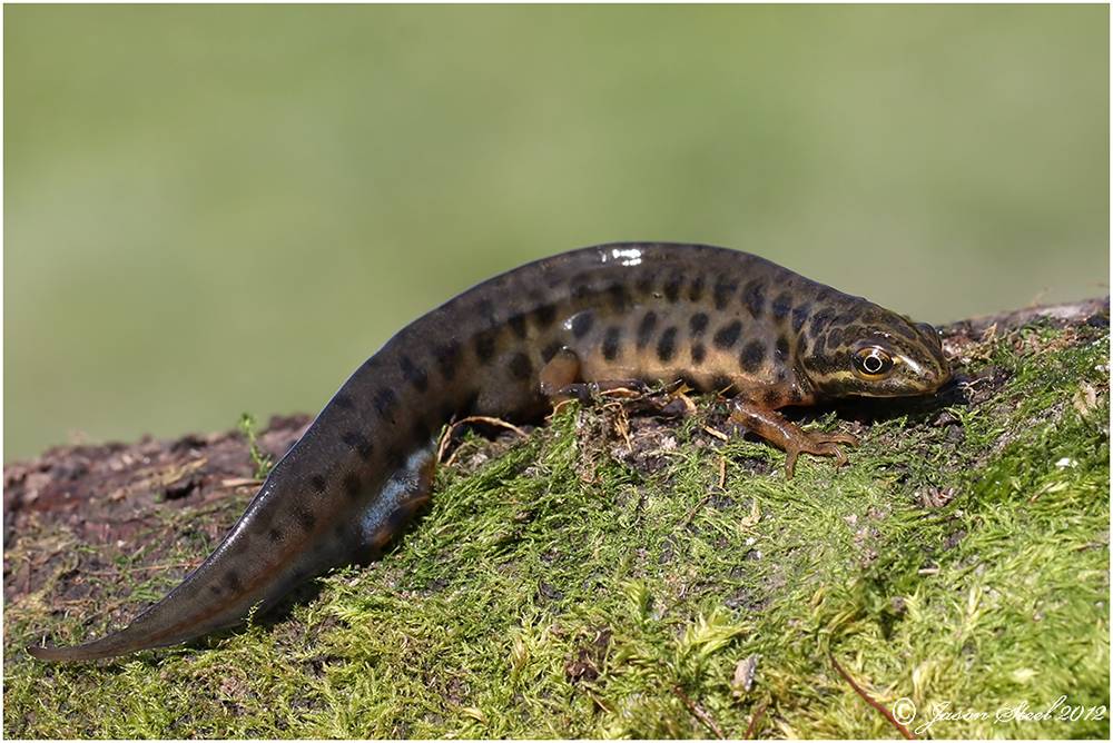 Обыкновенный тритон - настоящие саламандры | некоммерческий учебно-познавательный интернет-портал зоогалактика