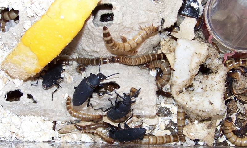 Разведение жука суперхрущака, или зофобаса, в лабораторных и домашних условиях
