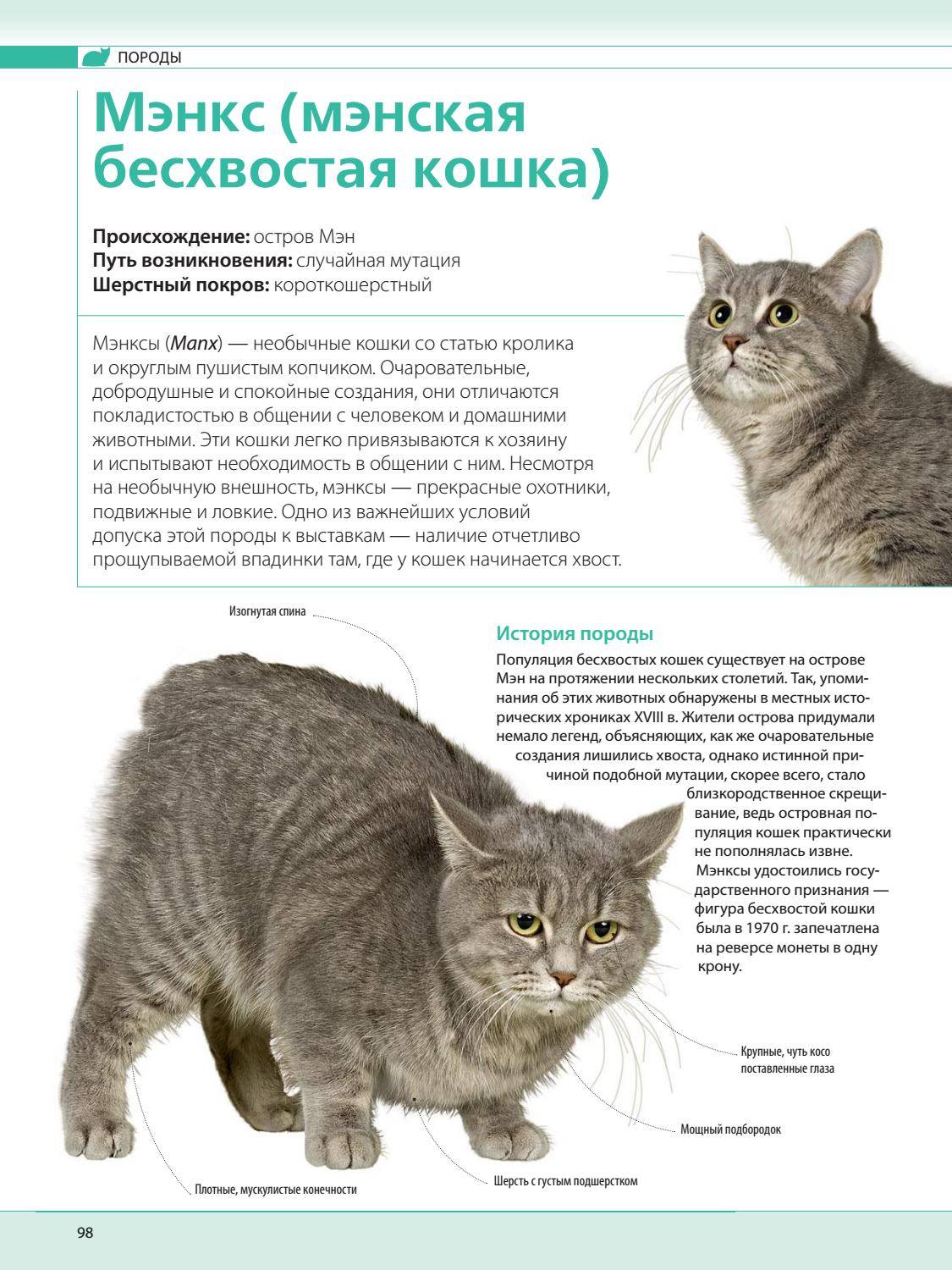 Кошка пиксибоб: описание породы, особенности ухода