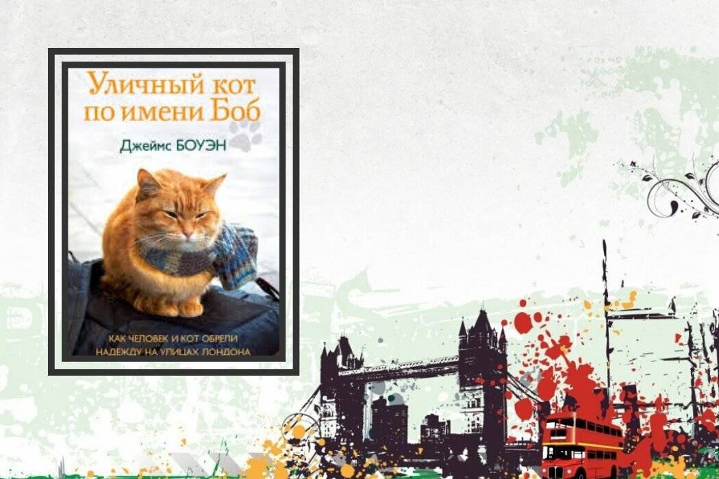 Чем уличный кот отличается от домашнего - gafki.ru