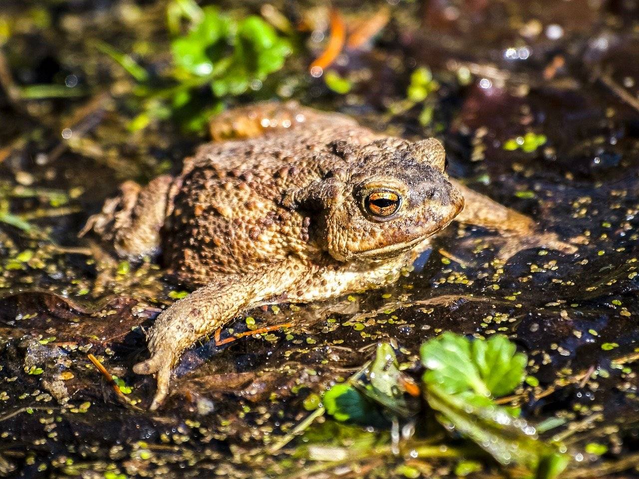 Серая жаба или обыкновенная – самая крупная среди европейских жаб