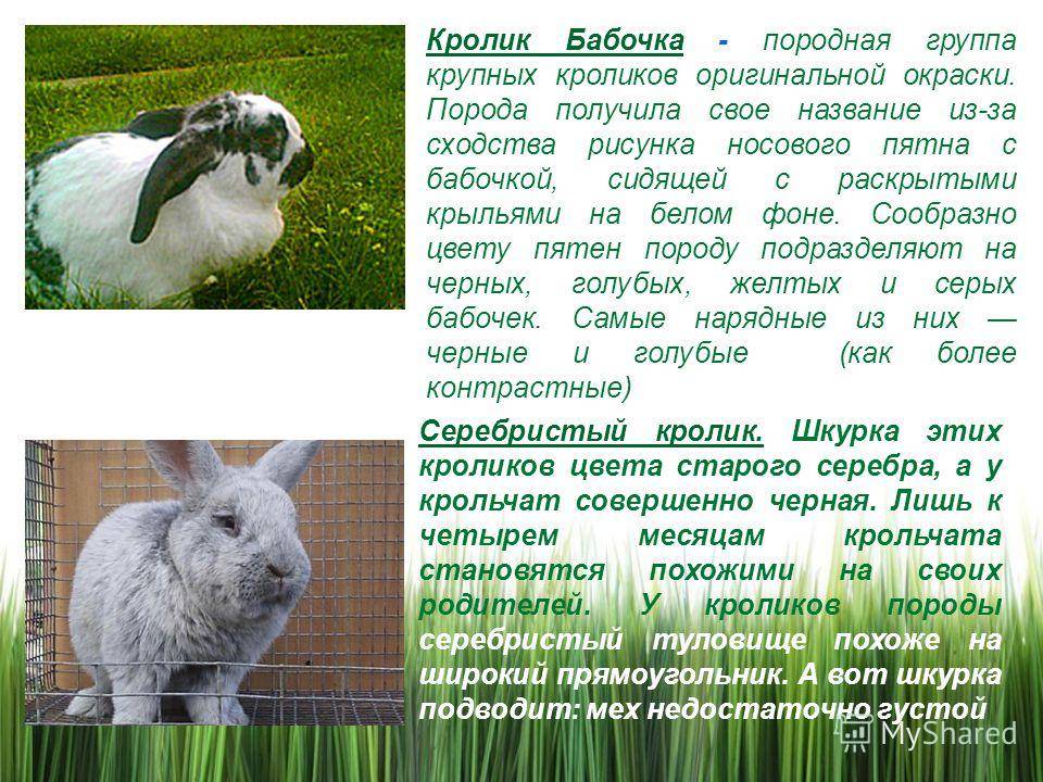 ᐉ ангорский пушистый кролик: обзор и описание пород, уход и содержание - zooon.ru