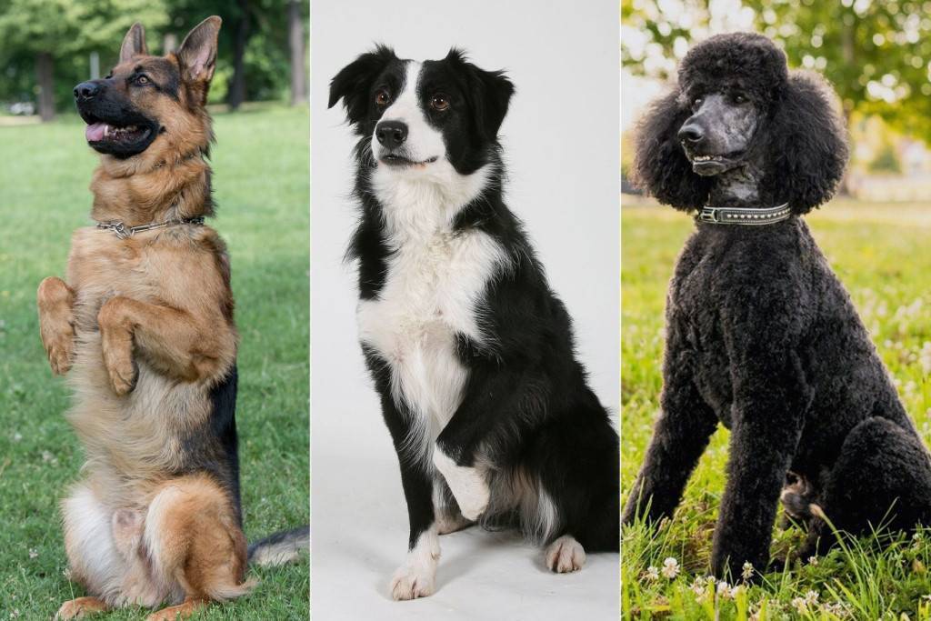 Самые умные породы собак: названия и фото (каталог)