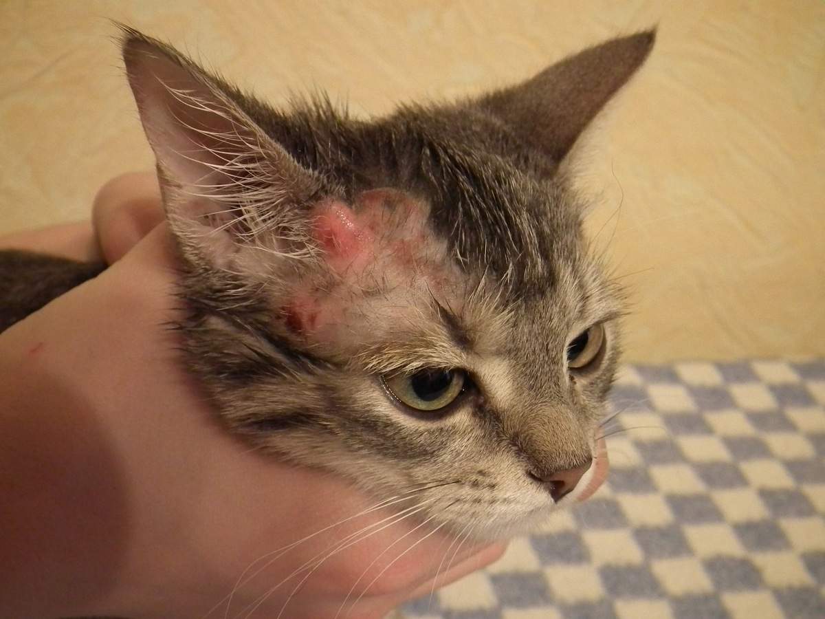 Болезни ушей у кошек - фото, симптомы и лечение