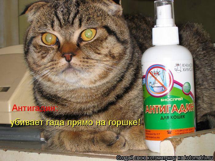 Как сделать антигадин для кошек своими руками