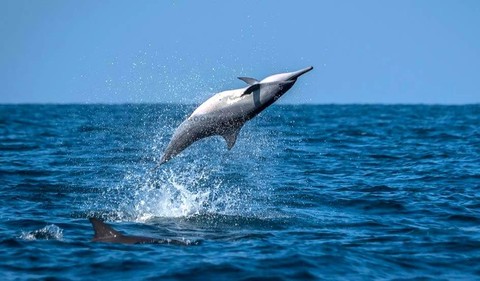 80 интересных фактов про дельфинов (26 фото)