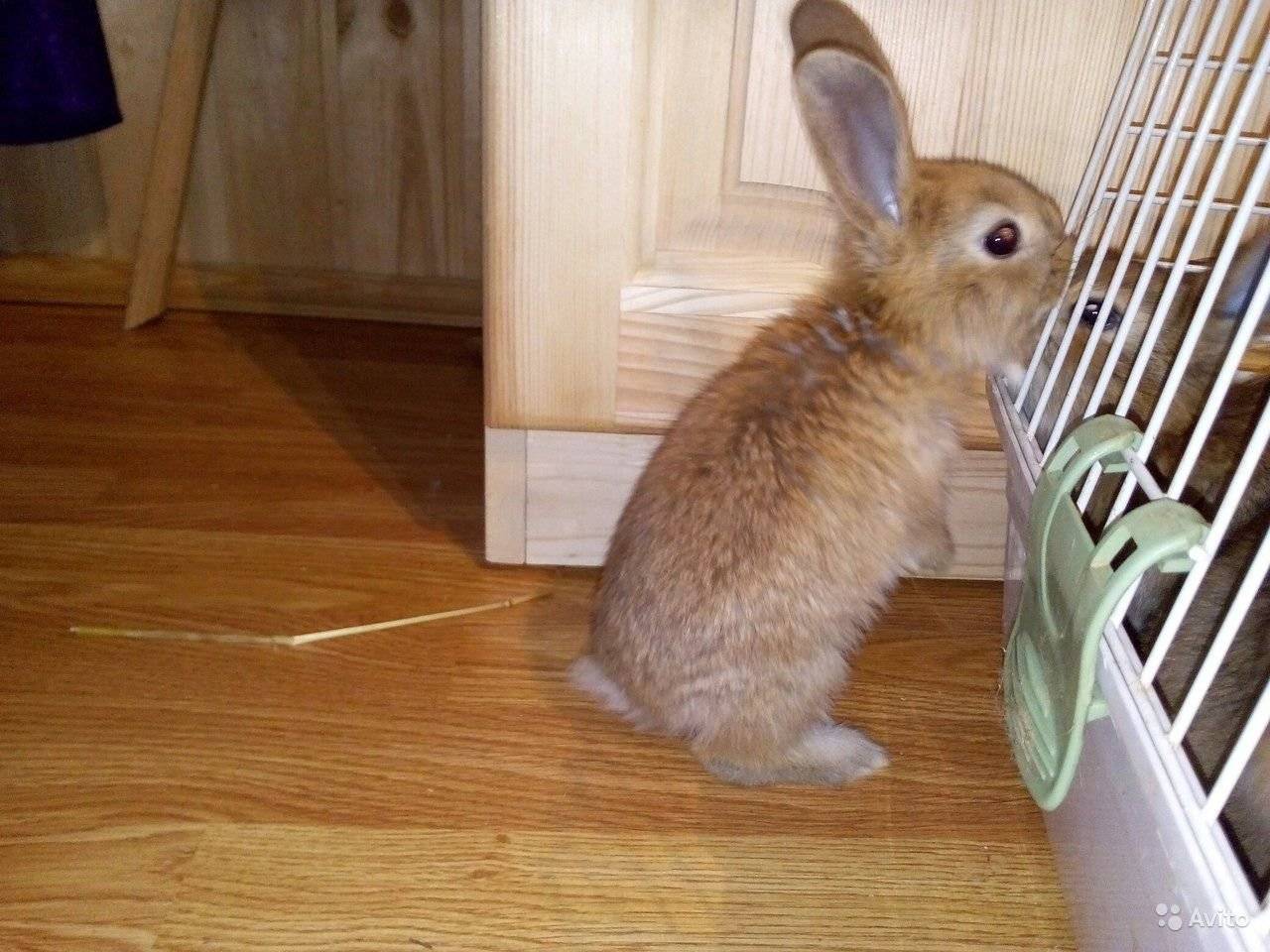 Сколько лет живут декоративные кролики в квартире?